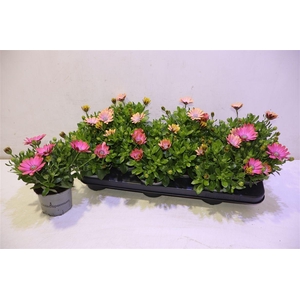 Osteo Fp Chryst Pink