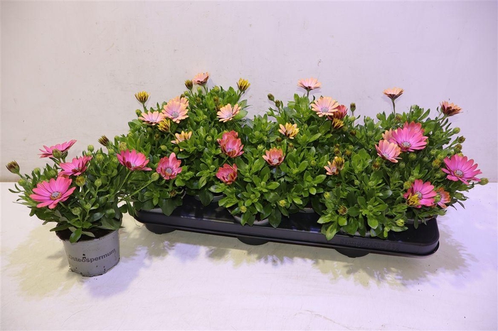 <h4>Osteo Fp Chryst Pink</h4>