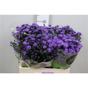 Ast Astee Dark Milka