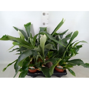 Platycerium bifurc.