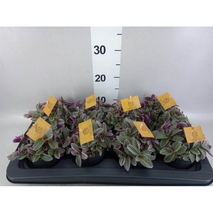 <h4>Tradescantia cerinth. 'Sweetness'</h4>