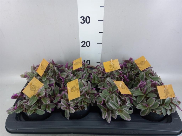 Tradescantia cerinth. 'Sweetness'
