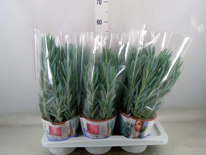 <h4>Curio ficoides 'Mount everest'</h4>