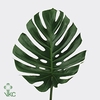 MONSTERA BLAD