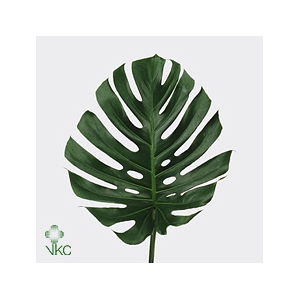 Monstera S (sg)