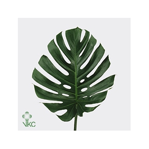 MONSTERA MONSTERABLAD QUALITY GREEN