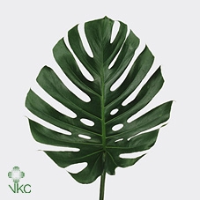 <h4>MONSTERA 27</h4>