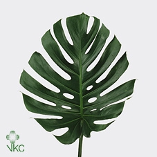 <h4>Monstera Ø23cm (sg) S</h4>