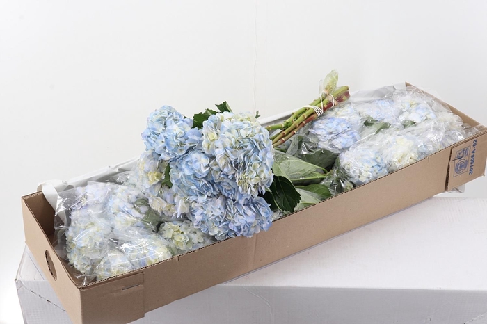 <h4>Hydr Lilac Tinted Sel Box</h4>