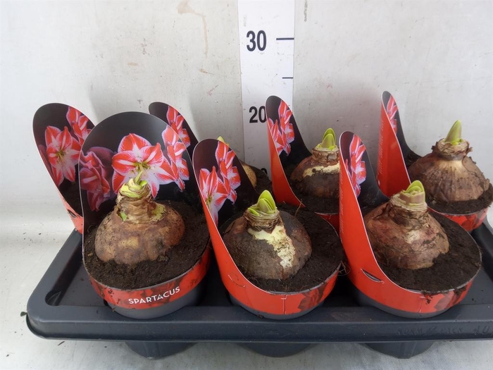 <h4>Hippeastrum GG 'Spartacus'</h4>