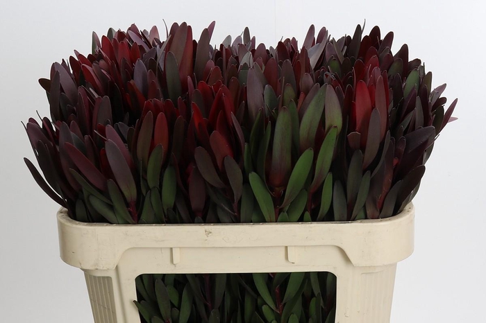 <h4>Leucadendron Saf Sunset Dark Red</h4>