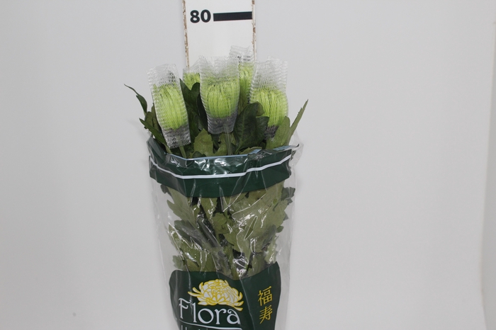 <h4>ANASTASIA DARK GREEN 080 CM VERDE</h4>