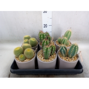 Cactus   ...