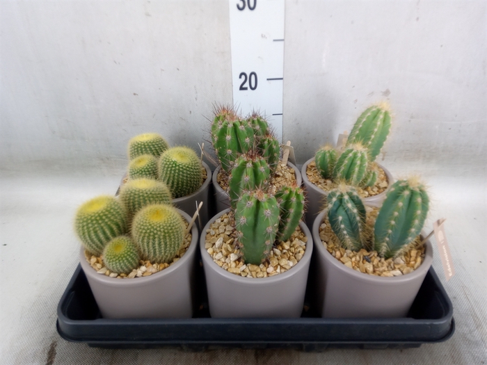 <h4>Cactus   ...</h4>