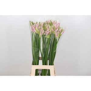 Nerine Berenice
