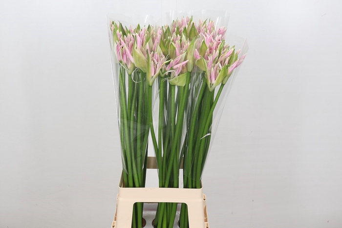 Nerine Berenice