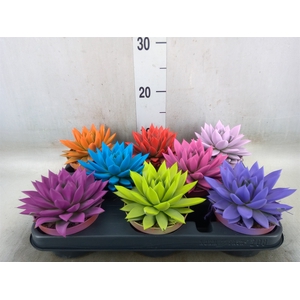 Echeveria  'Miranda'