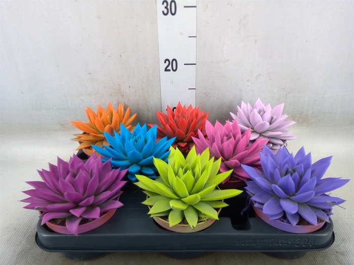 <h4>Echeveria  'Miranda'</h4>