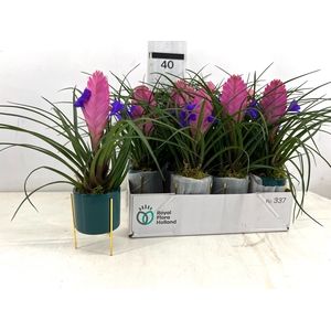 ARR TILLANDSIA
