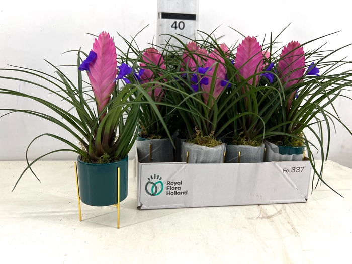 <h4>ARR TILLANDSIA</h4>