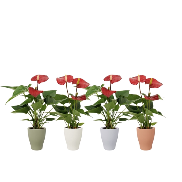 <h4>Anthurium Micra in Carly ceramics</h4>