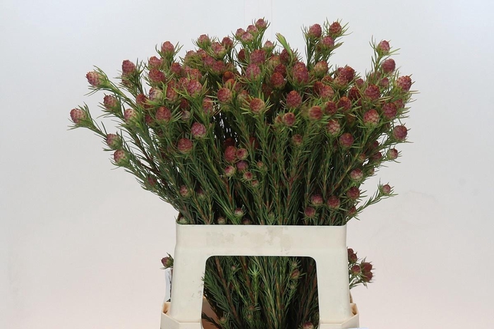 <h4>LEUCAD JUBILEE CROWN</h4>