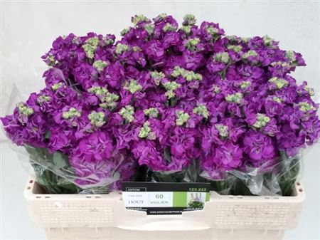 <h4>Matth Iron Purple</h4>