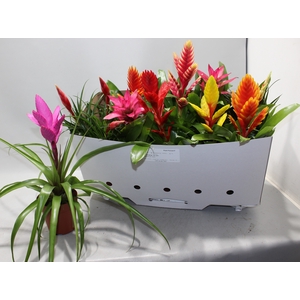 BROMELIA GEM 10 SRT