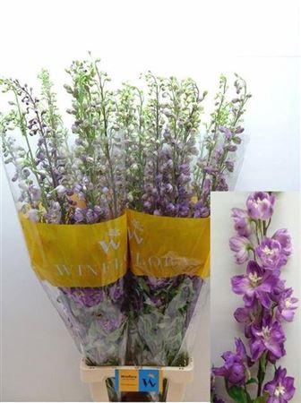 <h4>Delph Du Purple</h4>