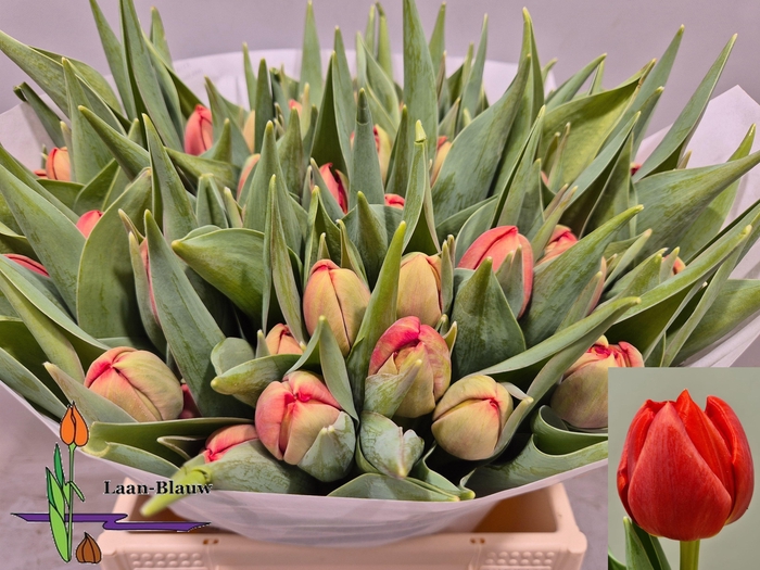 <h4>TU DU OLD FAITHFUL</h4>