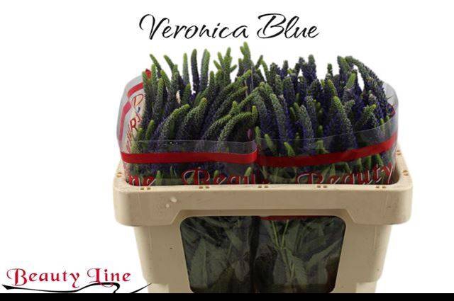 <h4>VERON L SKYLER BLUE</h4>