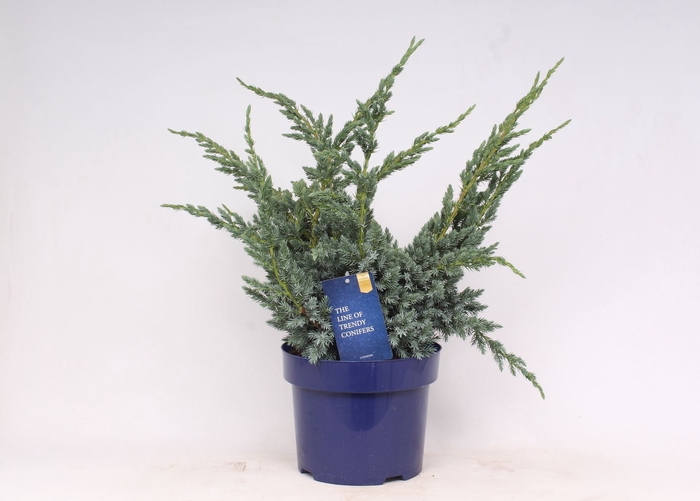 <h4>Juniperus squamata Meyeri</h4>