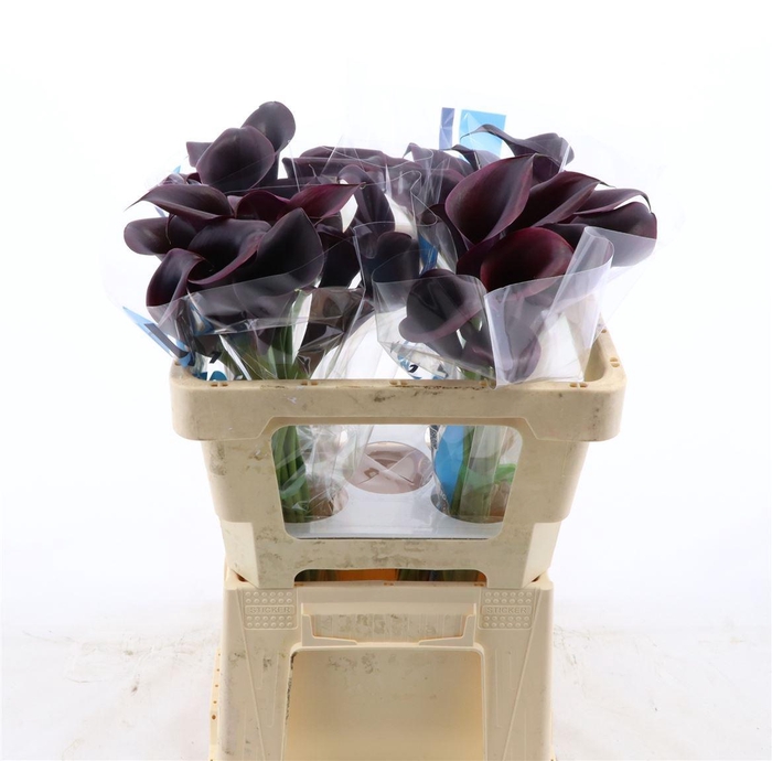 <h4>Calla Odessa</h4>