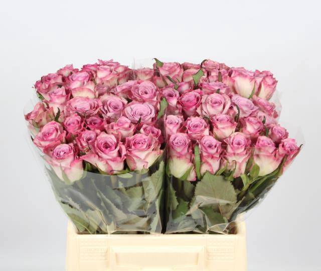 <h4>R GR THRILLER</h4>