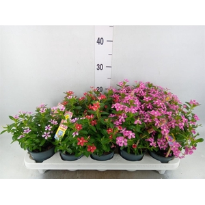 Catharanthus ros. 'Soiree'   ...mix