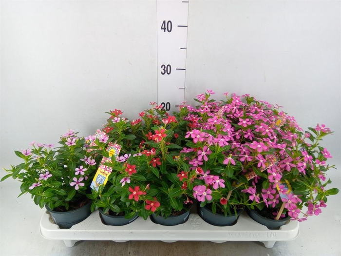 <h4>Catharanthus ros. 'Soiree'   ...mix</h4>