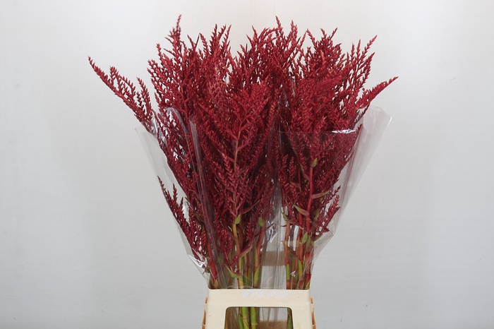 <h4>Bromelia Red Paloma</h4>