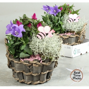 ARR TUINPLANTEN