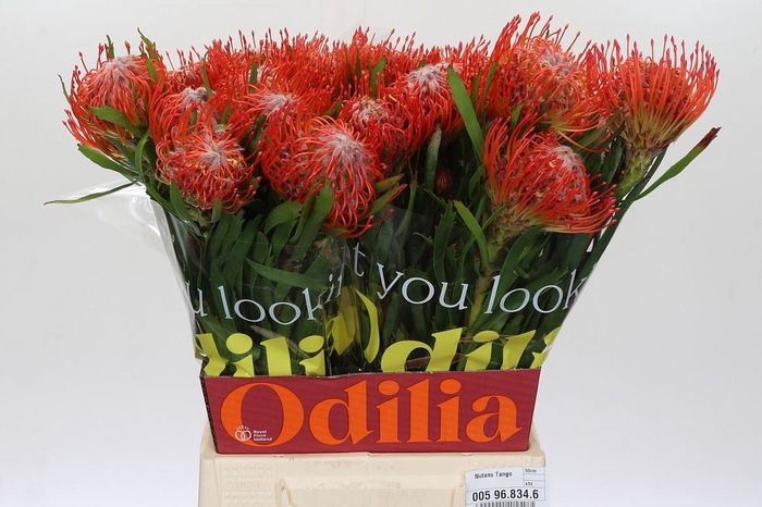 <h4>Nutans Tango</h4>