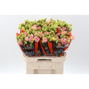 Eus G Sabrina Orange