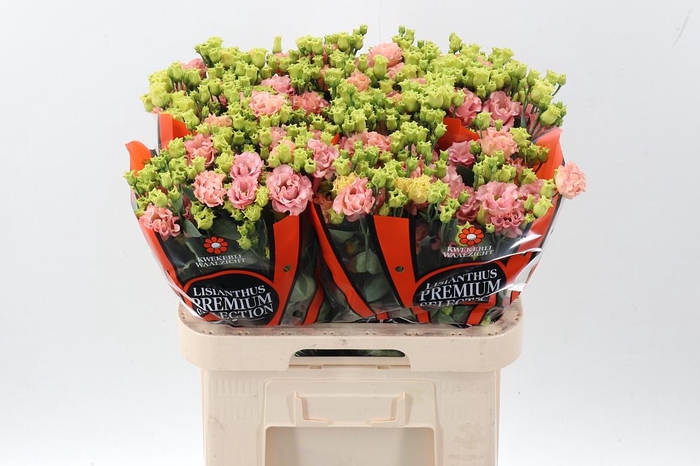 <h4>Eus G Sabrina Orange</h4>