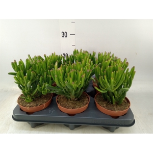 Crassula ovata 'Trompet'