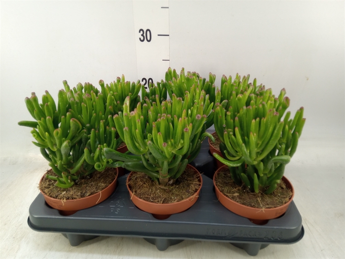 <h4>Crassula ovata 'Trompet'</h4>