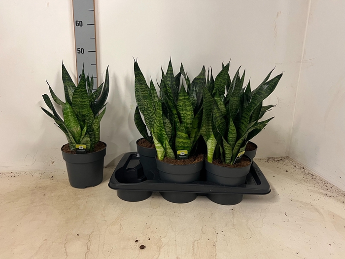 <h4>SANSEV ROBUSTA</h4>