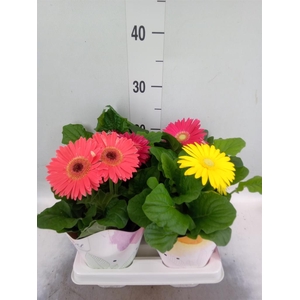 Gerbera  'Colourgame'   ...mix