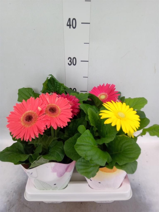 <h4>Gerbera  'Colourgame'   ...mix</h4>