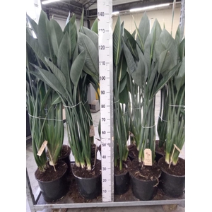 Strelitzia reg.