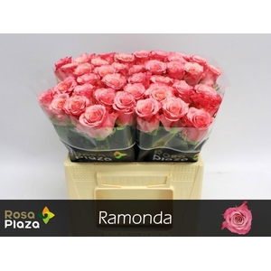 Rosa large ramondo
