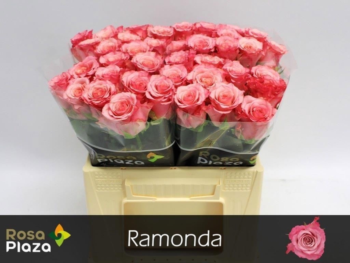 <h4>Rosa large ramondo</h4>