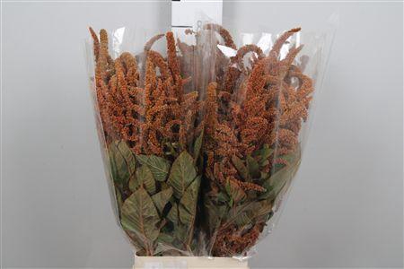 <h4>Amar Hot Biscuit</h4>